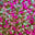 X100 Mix 6 à 8mm perles verre rose/ vert #25